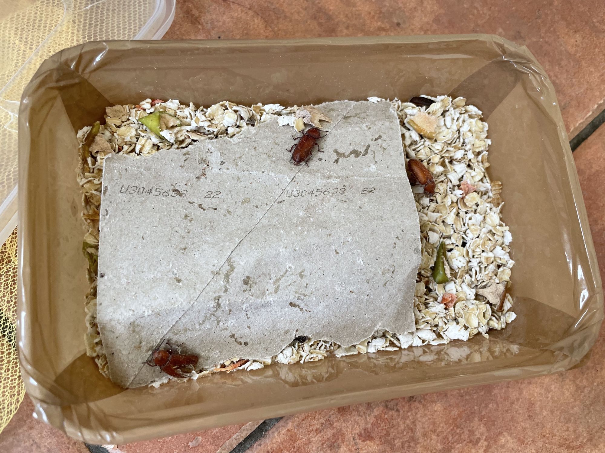 Takeaway box filled with oats and three brown bugs running over a piece of cardboard